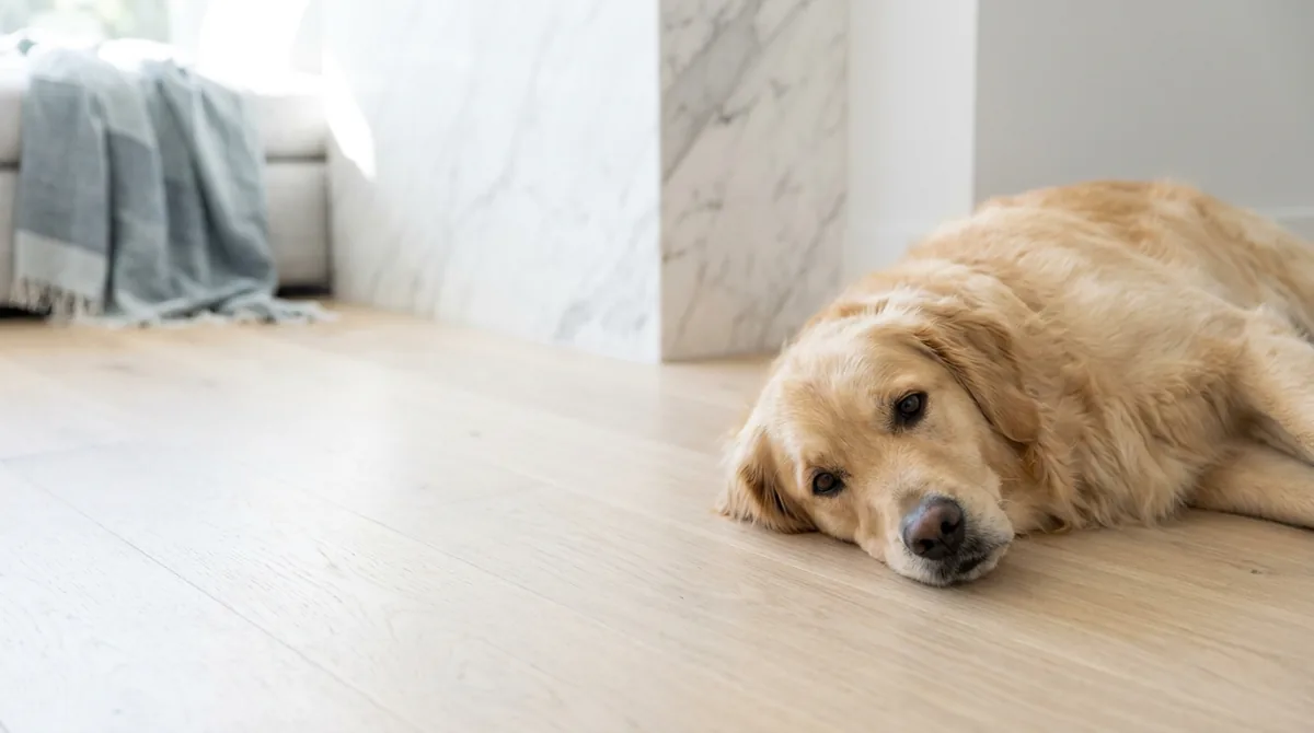 A calm dog at rest on a pale oak floor beside a sage ceramic water bowl in soft daylight
